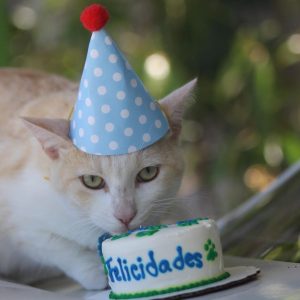 Cake Gatito