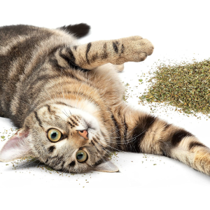 Catnip - Hierba gatera