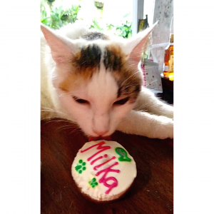 Kittycakes